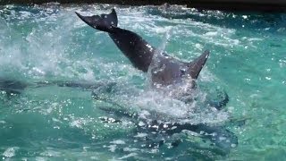 Bottlenose Dolphins Mating [upl. by Ellenhoj]