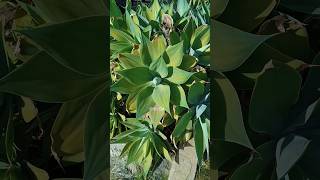 Agave Attenuata  Foxtail Agave [upl. by Mintz]