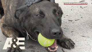 Live PD Running Drills with K9 Flex Season 2  AampE [upl. by Navets771]