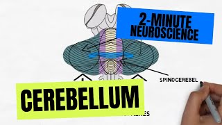 2Minute Neuroscience Cerebellum [upl. by Llerrem]