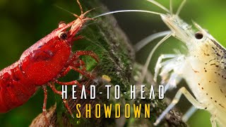 Red Cherry Shrimp VS Amano Shrimp  Which Species Is RIGHT For You [upl. by Jaenicke]