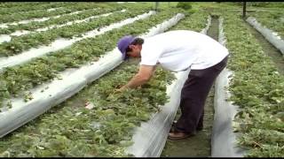 Como Cultivar Fresas con sabor Social  TvAgro por Juan Gonzalo Angel [upl. by Shwalb120]