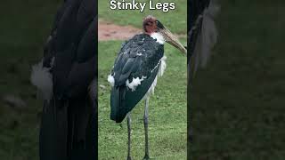 “Marabou Stork Madness The TrashEating FireChasing Bird” shorts critterchronicles [upl. by Reckford395]