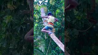 8610339350 tree cutter in kaniyakumari  amazing tree cutting [upl. by Yraek555]