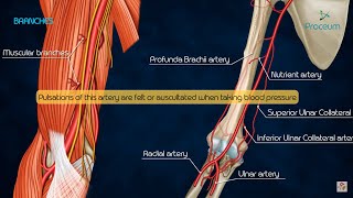 Anatomy of Brachial Artery  Origin  Course  Branches and Relations  USMLE  FMGE and Neet PG [upl. by Annohs]