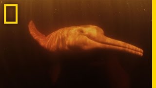 Pink River Dolphins  Untamed Americas [upl. by Piggy]