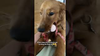 Retriever puppy job  bring the leash home after going outside puppy dogmom dogshorts funny [upl. by Edy]