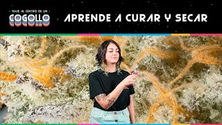 CURADO Y SECADO EN CANNABIS [upl. by Euqinehs354]