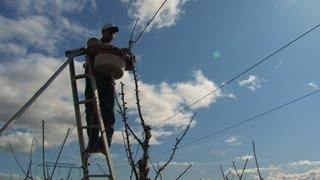 Working Safely Around Power Lines  Orchard Safety Video [upl. by Mrots]