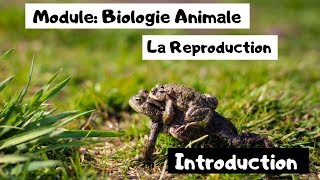 Biologie animale S1  Reproduction Introduction  شرح بالدارجة [upl. by Branch301]