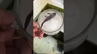 சாகாவரம் பெற்ற மீன்  inevitable cat fish video for awareness onlyno fish harmed for video making [upl. by Aros730]