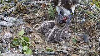 Poole Harbour Osprey Nest Rybołowy  Kolacja trojaczków🐥🌹🍀🐥🌹🍀🐥🌹🍀 11062023 [upl. by Acissey108]