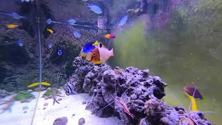 Relaxing Saltwater Reef Aquarium Alastrea Peaceful Feeding with Underwater Sounds [upl. by Nadabas]