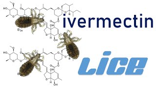 How does ivermectin work on lice How much ivermectin can a human take [upl. by Novat199]