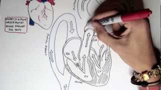 Cardiology  Heart Physiology I Cardiac Myocyte and Membrane Potential [upl. by Nnalyrehs477]