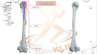 humerus osteology  humerus anatomy  humerus muscle attachments [upl. by Ataynik]