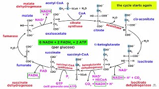 Cellular Respiration Part 2 The Citric Acid Cycle [upl. by Aneloc642]