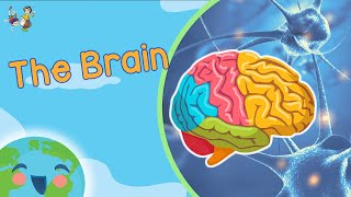 The Brain For Kids  How Does Brain Work Learning Videos For Kids [upl. by Enilada]