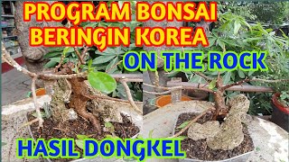 Program bonsai beringin Korea on the rock hasil DONGKEL [upl. by Kliment]