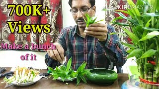 How to Propagate Lucky Bamboo through Cuttings [upl. by Worlock]