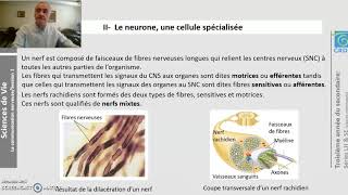 Sciences de la Vie Le systeme nerveux et Linformation nerveuse [upl. by Nyrual453]