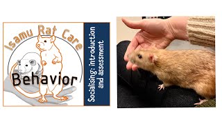 Socialising rats 1 introduction and assessment [upl. by Ynney]