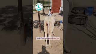 Medial patellar ligament Desmotomy livestockfarming DrJavedKhoso [upl. by Eniawed]