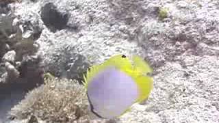 Caribbean Fish Identification  Fish Identification Spotfin Butterfly Fish [upl. by Ruford479]