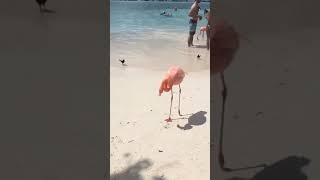 Flamingo Beach Aruba [upl. by Mell]