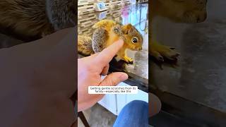 This young woman rescues a baby squirrel 😘 [upl. by Yrogreg]