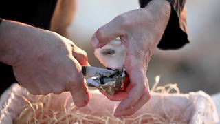 Maison Gillardeau  oyster opening tips by Bruno Gauvain quotMeilleur Ouvrier de Francequot [upl. by Nickolai]