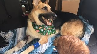 German Shepherd Saves 7YearOld Owner From Rattlesnake [upl. by Slater783]