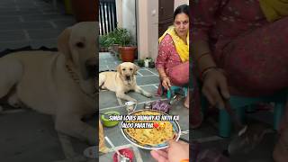 Simba bhi Khayega Aloo Paratha😍❤️ vlog doglover pets minivlog ytshorts dogshorts [upl. by Chaiken]