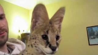 Serval Sounds [upl. by Jessy]