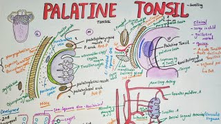 Palatine tonsils Anatomy  borders  blood supply clinical aspects [upl. by Kolva]