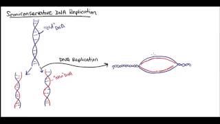 Semiconservative DNA replication [upl. by Yemaj]