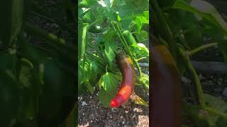 HOW JALAPENO KILLS CANCER CAUSING CELLS ♋ RandomKnowledg shortvideo [upl. by Eceinahs918]