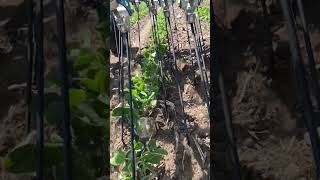 Slow Motion Tine Weeding Organic Soybeans  Tine Action Hatzenbichler Tine Weeder [upl. by Anaibib]