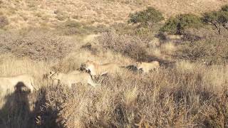 Tswalu Kalahari GR South Africa  Lioness amp her 7 cubs sort of 2017 Jul 03 [upl. by Aseel]