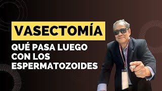 ¿Qué sucede con los espermatozoides después de la vasectomía [upl. by Kaiulani560]