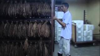 Preparación de las hojas de tabaco para confeccionar un habano [upl. by Tenej]