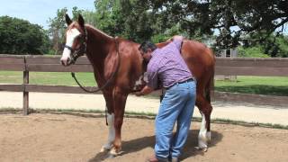 Equine Ulcer Diagnosis by Mark DePaolo DVM [upl. by Rea]