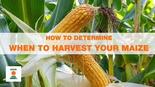 How to determine when to harvest your maize [upl. by Coombs]