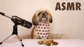 Shih Tzu Dog Eats Chicken Feet No Taking Just Cromching  ASMR  Niknok Nibbles 24 [upl. by Knowling257]