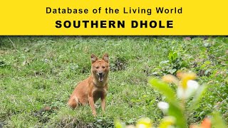 Southern Dhole  Database of the Living World  DBLW [upl. by Roter]