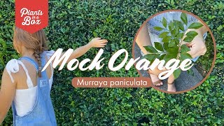 Whats a Mock Orange Hedge  Murraya Peniculata Quicks Facts Lets Make Gardening Easy [upl. by Acinorahs]