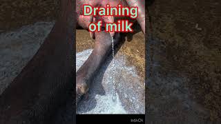 Mastitis l dr Umar khan [upl. by Nilra]