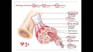 Muscles Endomysium Perimysium Epimysium [upl. by Asil218]