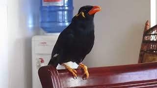 A common hill Myna bird singing Filipino Folk Song duet and talking in Taglish [upl. by Yenitsed]