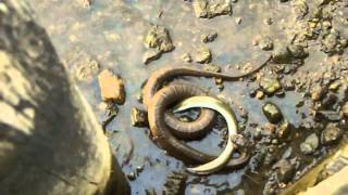 Northern water snake versus eel [upl. by Ative]